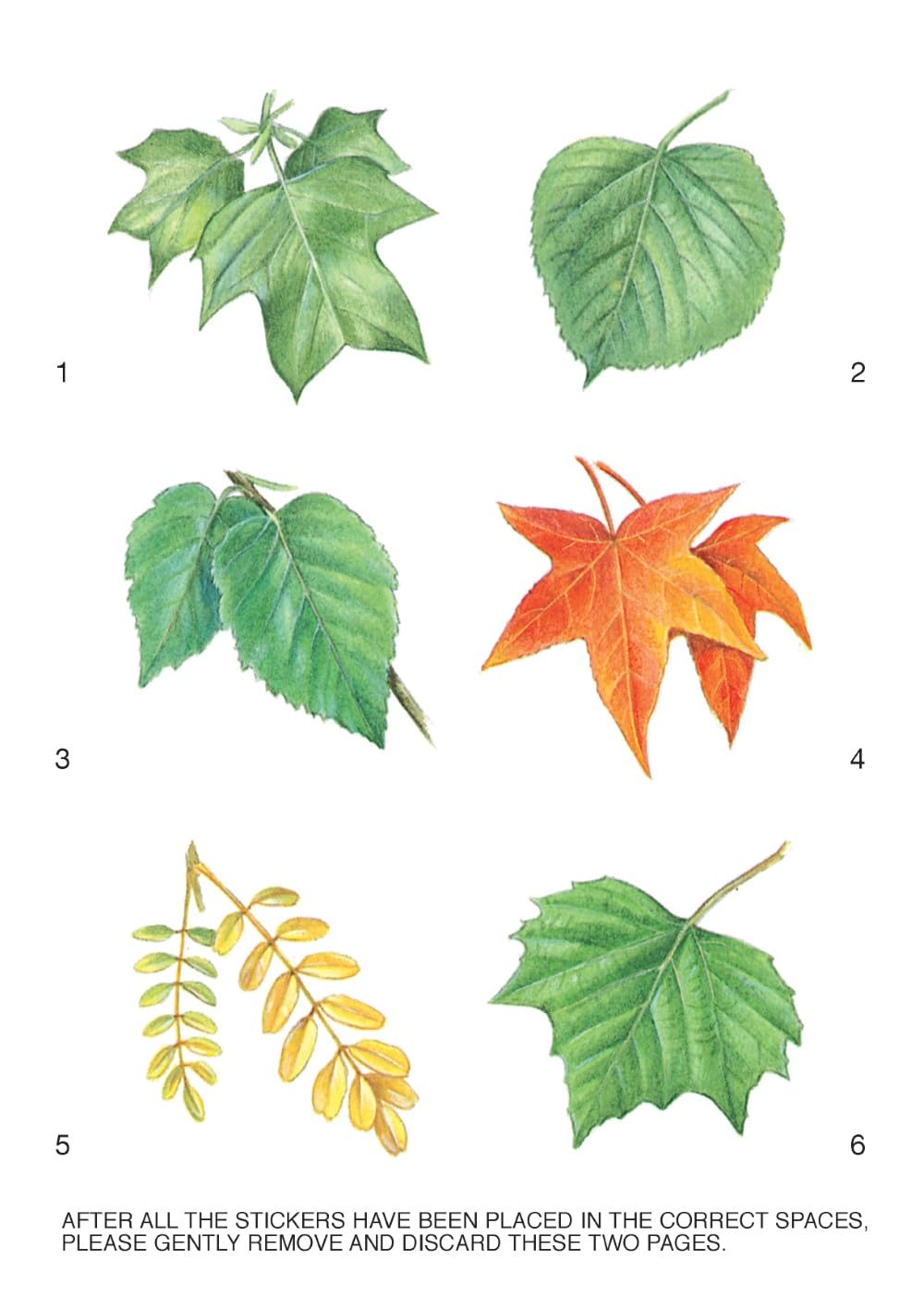 Learning About Leaves: With 12 Stickers (Dover Little Activity Books: Nature)