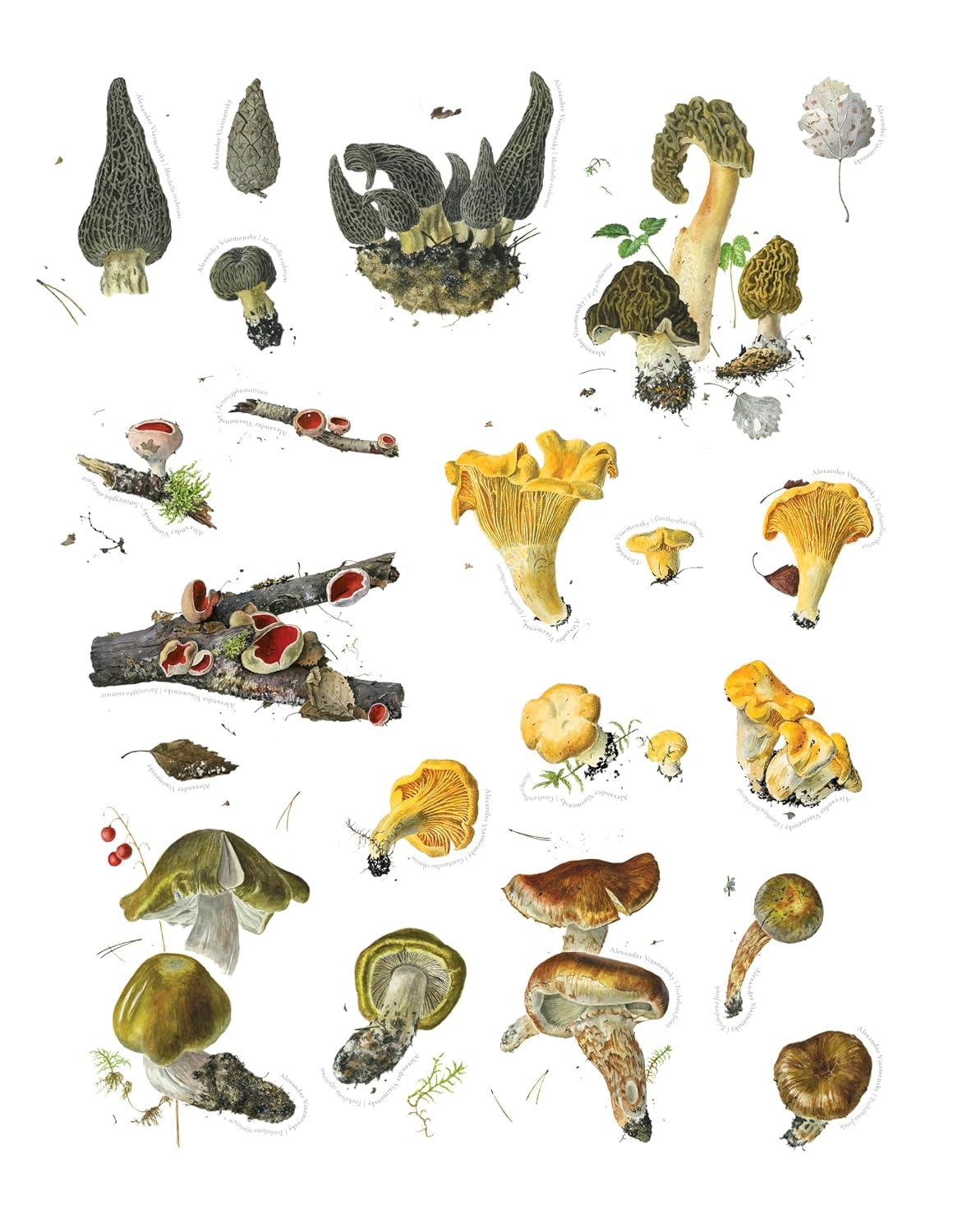 Mushroom Sticker Book for Adults & Teens, 175 Nature Stickers by Alexander Viazmensky, Fungi Art, Scrapbooking, Journaling & Crafts, 8 Pages, Softcover, 8.5” x 11”